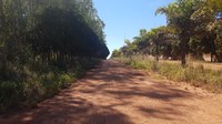 Vereadores cobram a limpeza do matagal na Avenida Amazonas